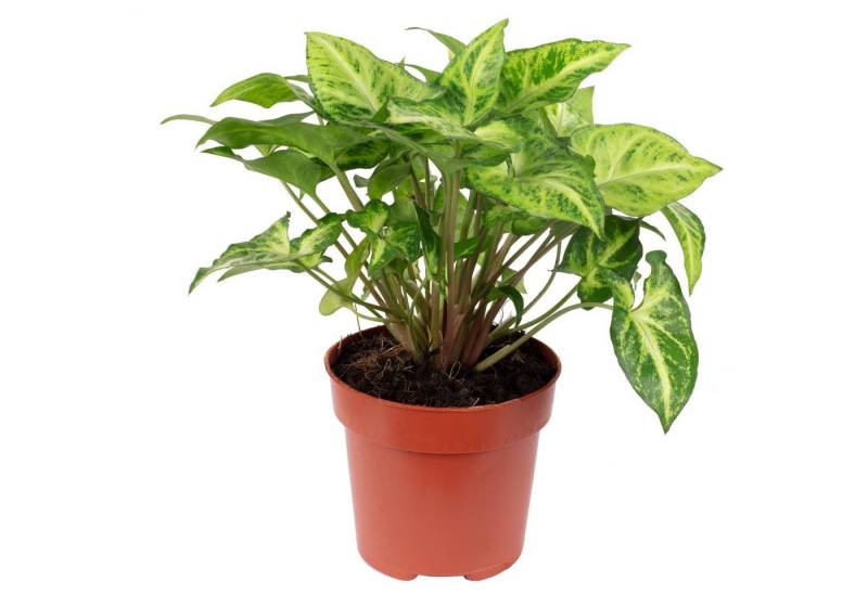 Flowerbox Zimmerpflanze Purpurtute "Arrow" - Syngonium Arrow, - Höhe ca. 25 cm, Topf-Ø 12 cm von Flowerbox