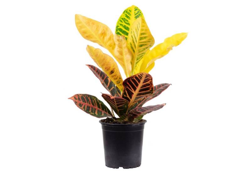 Flowerbox Zimmerpflanze Wunderstrauch "Petra" - Codiaeum Petra, - Höhe ca. 40 cm, Topf-Ø 13 cm von Flowerbox