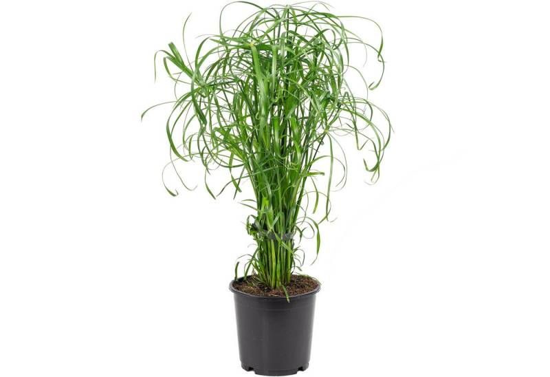 Flowerbox Zimmerpflanze Zyperngras - Cyperus alternifolius, pflegeleicht - Höhe ca. 60 cm, Topf-Ø 14 cm von Flowerbox