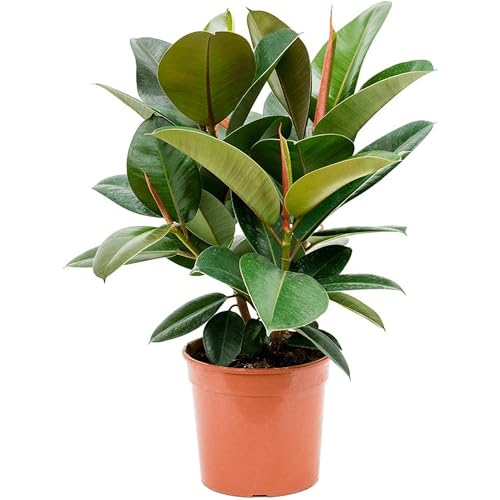 Gummibaum Busch verzweigt - echte Zimmerpflanze, Ficus elastica 'Robusta' - Höhe ca. 70 cm, Topf-Ø 21 cm Gummibaum Busch verzweigt - echte Zimmerpflanze, Ficus elastica 'Robusta' - Höhe ca. 70 cm, Topf-Ø 21 cm von Flowerbox
