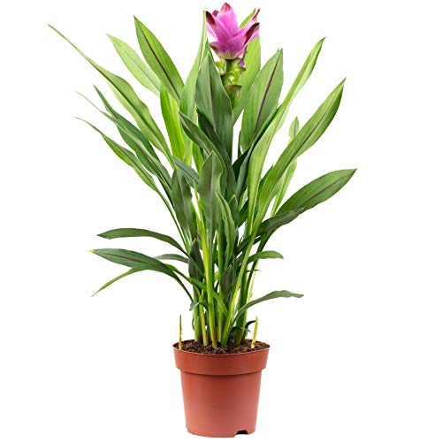 Kurkuma - echte Zimmerpflanze, Curcuma - Höhe ca. 55 cm, Topf-Ø 14 cm von Flowerbox