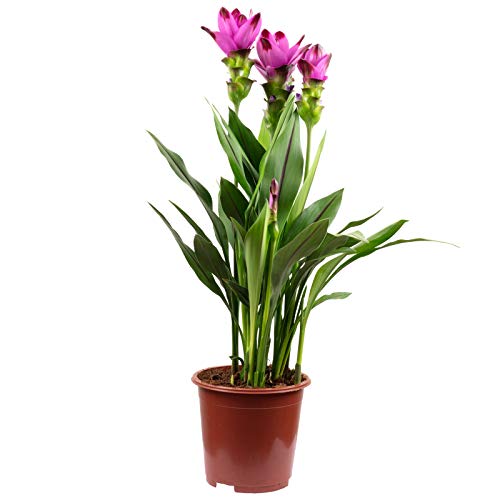 Kurkuma - echte Zimmerpflanze, Curcuma - Höhe ca. 60 cm, Topf-Ø 17 cm von Flowerbox