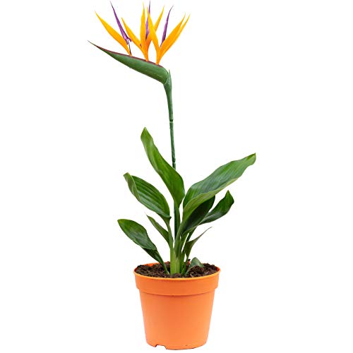 Paradiesvogelblume mit Kunstblüte - Strelitzia Reginae - Höhe ca. 35-40 cm, Topf-Ø 13 cm von Flowerbox
