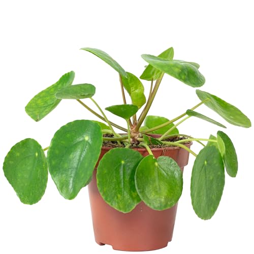 Ufopflanze - pflegeleichte Zimmerpflanze, Pilea peperomioides - Höhe ca. 20 cm, Topf-Ø 14 cm Ufopflanze - pflegeleichte Zimmerpflanze, Pilea peperomioides - Höhe ca. 20 cm, Topf-Ø 14 cm von Flowerbox