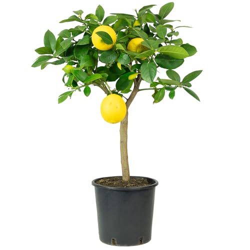 Zitrone - Citrus limon - Höhe ca. 75 cm, Topf-Ø 22 cm Zitrone - Citrus limon - Höhe ca. 75 cm, Topf-Ø 22 cm von Flowerbox