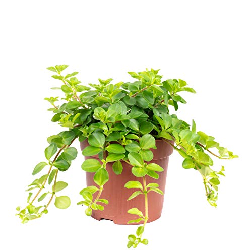 Zwergpfeffer 'Smit Rondo Venetiano' - echte Zimmerpflanze, Peperomia rotundifolia - Höhe ca. 15 cm, Topf-Ø 10,5 cm von Flowerbox