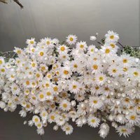 2025 Neue Getrocknete Weiße Gänseblümchen Rodanthe Natürliche Getrocknete Blumenstrauß Wildblumen von FlowerwoodSupply