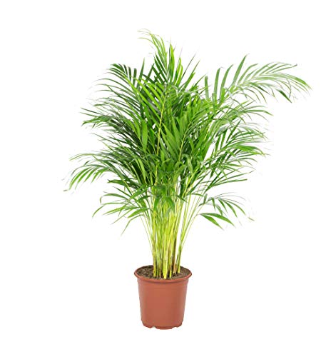 Arecapalme Dypsis lutescens | Green Plant | Zimmerpflanze | Höhe 100 cm | Topf 21 cm | einfache Wartung von Flowy