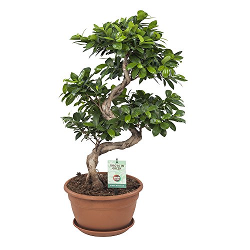 Ficus Ginseng Bonsai | Green Plant | Zimmerpflanze | Höhe 70 cm | Topf 27 cm | einfache Wartung von Flowy