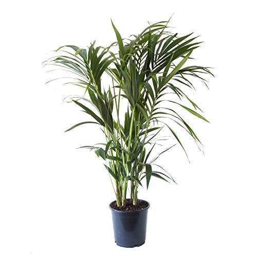 Kentia Palme | Zimmerpflanze | Höhe 125 cm | Topf 24 cm | einfache Wartung von Flowy