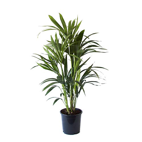 Kentia Palme | Zimmerpflanze | Höhe 90 cm | Topf 19 cm | einfache Wartung von Flowy