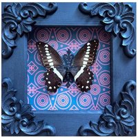 Echter Holzrahmen Schmetterling Papilio Demoleus Gothic Home Dark Wanddekor Präparation Kunst Halloween Insekt Taxadermie Box Getrockneter Kuriosität von Flyworlds