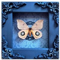 Echter Rahmen Schmetterling Automeris Randa Moth Gothic Home Wall Decor Präparatoren Insektart Einzigartiges Halloween Geschenk Surprise Eco Art Bad von Flyworlds