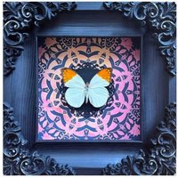 Echter Rahmen Schmetterling Hebomoia Glauzippe Gothic Für Wohnkultur Präparatoren Insekt Kunst Halloween Dekor Einzigartiges Geschenk Für Frauen von Flyworlds