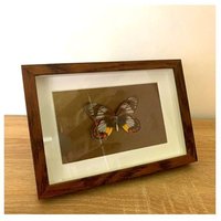 Holzrahmen Echte Schmetterling Delias Pasithoe Insekt Kunst Präparatoren Wohndekor Entomologie Wand Schönes Geschenk Halloween Box Getrockneter von Flyworlds