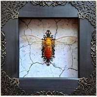 Holzrahmen Schmetterling Lyristes Plebejus Moth Box Getrockneter Entomologie Schwarz Wand Halloween Dekoration Gothic Kunst Präparatoren Tier von Flyworlds