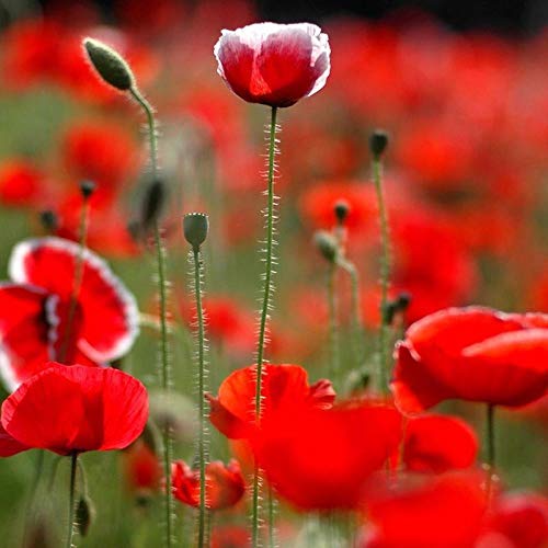 Fnho Balkonkasten Samen,Samen für Ihr Garten Balkon,Coy Beauty Blume, leicht zu Leben Long-Flow-100 Kapseln_red von Fnho