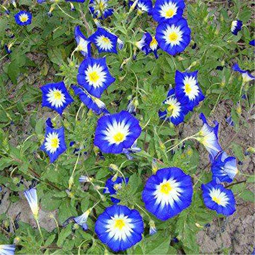 Fnho Blumensamen winterhart mehrjährig,Blüten Saatgut mehrjährig,Dreifarbige Spinnblume, Gartenblume Pflanze Blume-50 Kapseln_Blau von Fnho