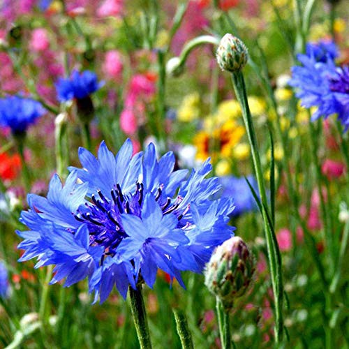 Fnho Samen für Balkon Garten,Lange Blütezeit winterhart,Kornblumenarten, Gartengrün blütenblau_500 ​​g von Fnho