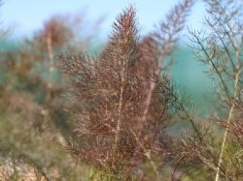 Dunkelblättriger Fenchel 'Atropurpureum', Foeniculum vulgare 'Atropurpureum', Topfware von Foeniculum vulgare 'Atropurpureum'