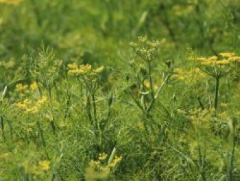 Fenchel, Foeniculum vulgare, Topfware von Foeniculum vulgare