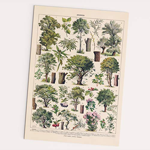 FOLLYGRAPH Arbres Poster - Trees Print, Vintage Bäume Bild, Arten von Bäumen (30x40cm) von FOLLYGRAPH