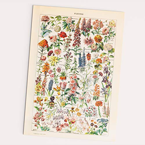 FOLLYGRAPH Fleurs Vintage Poster - Blumen Bild, Adolphe Millot (30x40 cm) von FOLLYGRAPH