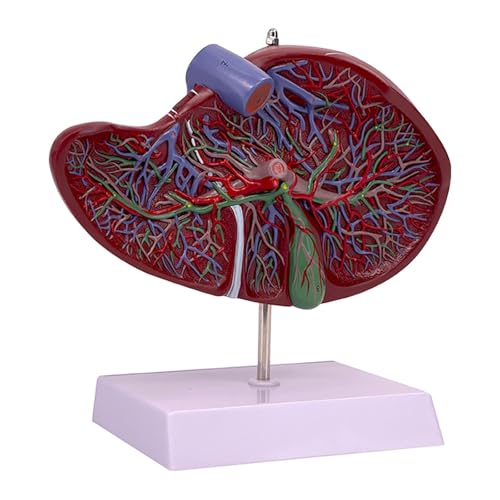 Folpus Replika des menschlichen Gallenblasenmodells, Anatomiemodell der inneren Organe, intuitives Lehrmittel für Fachkräfte der Patientenaufklärung Folpus Replika des menschlichen Gallenblasenmodells, Anatomiemodell der inneren Organe, intuitives Lehrmittel für Fachkräfte der Patientenaufklärung von Folpus