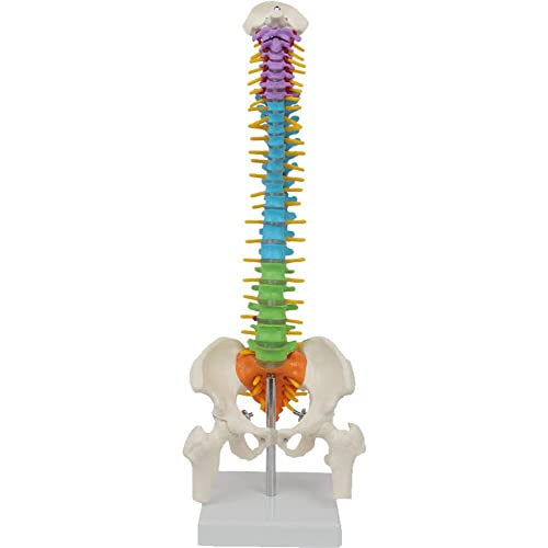 Wissenschaftliche Wirbelsäulenmodell Menschliche Wirbelsäule Becken- Und Femur -Modell Menschlicher Anatomischer Anatomie Wirbelsäule Für Die Unterrichtsstudie von Fopytu