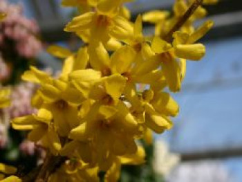 Goldglöckchen 'Goldrausch', 80-100 cm, Forsythia 'Goldrausch', Containerware XXL von Forsythia 'Goldrausch'