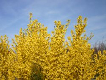 Goldglöckchen / Forsythie, 100-150 cm, Forsythia x intermedia 'Lynwood Gold', Containerware von Forsythia x intermedia 'Lynwood Gold'
