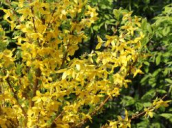 Goldglöckchen / Forsythie 'WEEK-END' ®, 10-20 cm, Forsythia x intermedia 'WEEK-END' ®, Topfware von Forsythia x intermedia 'WEEK-END' ®