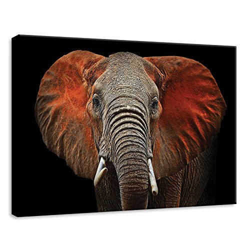 Forwall Bilder Canvas Elefant Afrika Tiere Modern Schlafzimmer Wohnzimmer Leinwandbilder Wandbild Kunstdruck Wandbilder Wand Bild auf Leinwand Aufhängefertig (11752, O7 (70 x 50 cm)) von Forwall