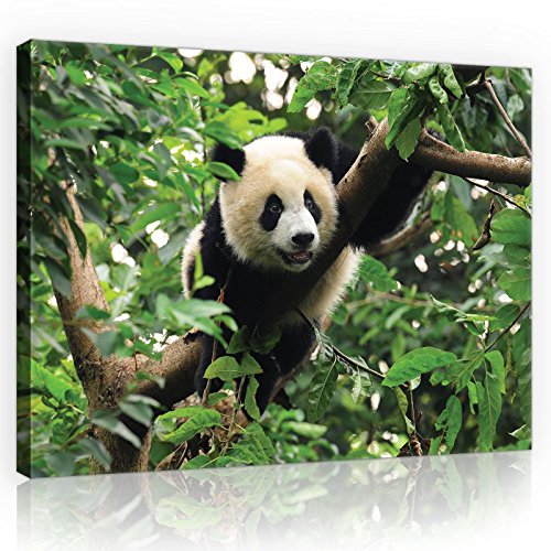 Forwall Bilder Canvas Panda Tiere Modern Schlafzimmer Wohnzimmer Leinwandbilder Wandbild Kunstdruck Wandbilder Wand Bild auf Leinwand Aufhängefertig (10238, O1 (100 x 75 cm)) von Forwall