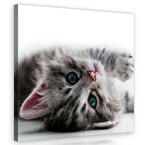 Forwall Bilder Katze Tiere Kinderzimmer Modern Leinwandbilder Wandbild Kunstdruck Wandbilder Wand Bild auf Leinwand Aufhängefertig (Katze, O5 (40 x 40 cm)) von Forwall