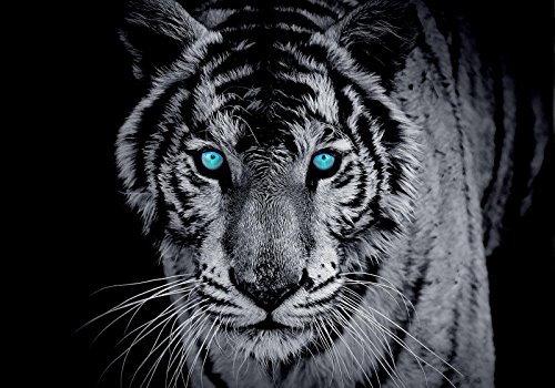 Forwall Fototapete Vlies - Tapete Moderne Wanddeko Tiger VEXXL (312cm. x 219cm.) AMF10202VEXXL Wandtapete Design Tapete Wohnzimmer Schlafzimmer von Forwall