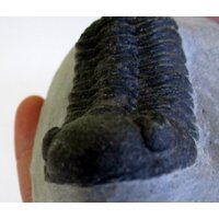 Seltener Bug Eyed Trilobit Phacops Fossil Aus Marokko A - Grade 50mm Ba1 Seltener Bug Eyed Trilobit Phacops Fossil Aus Marokko A - Grade 50mm Ba1 von FossilCavern