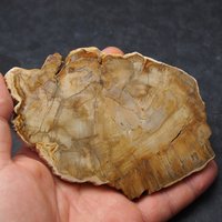 Bieten Einen Preis An Fossile Versteinerte Holzplatte Araucaria Triassic Poliert Fossil Madagaskar Bieten Einen Preis An Fossile Versteinerte Holzplatte Araucaria Triassic Poliert Fossil Madagaskar von FossilsByJosef
