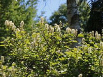 Zwerg-Federbuschstrauch, 30-40 cm, Fothergilla gardenii, Containerware von Fothergilla gardenii