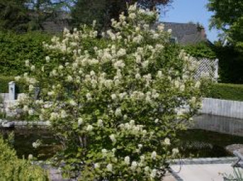 Hoher Federbuschstrauch / Großer Federbuschstrauch, 30-40 cm, Fothergilla major, Containerware von Fothergilla major