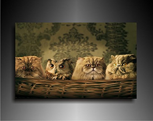Bild auf Leinwand - Tiere Eule unter Katzen - Fotoleinwand24 / AA0631 / Bunt / 40x30 cm von Fotoleinwand24