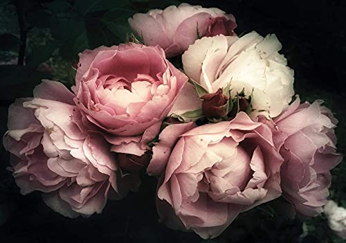 ForWall - Vlies Fototapete Blumen Vintage Pfingstrose Rosen schwarz 312x219 cm - Fototapeten - Tapeten - für Wohnzimmer Schlafzimmer - Vliestapete Wandtapete Tapete 3D Effekt- inkl. Kleister von Fototapete Consalnet