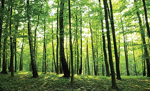 Forwall Fototapete Grün Wald Sonne Natur Bäume Landschaft Modern Wohnzimmer Schlafzimmer Vlies Tapete Wandtapete UV-Beständig Montagefertig (186, VEXXXL (416x254 cm) 4 Bahnen) von Fototapete Consalnet