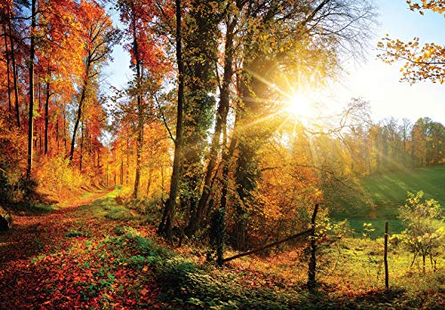 Forwall Fototapete Herbstwald Wiese Sonne Natur Bäume Landschaft Wohnzimmer Schlafzimmer Vlies Tapete Wandtapete UV-Beständig Montagefertig (12108, V4 (254x184 cm) 2 Bahnen) von Fototapete Consalnet