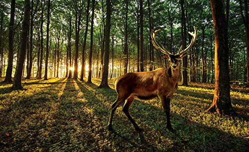 Forwall Fototapete Hirsch Wald Tiere Natur Bäume Landschaft Moderne Wohnzimmer Schlafzimmer Vlies Tapete Wandtapete UV-Beständig Montagefertig (3194, VEXXL (312x219 cm) 3 Bahnen) von Fototapete Consalnet