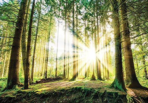 Forwall Fototapete Vlies Tapete Wanddeko Wald Natur - Bäume Sonnenstrahlen Grün Moderne Wanddekoration Wandtapete 10143VEXXXL 416cm x 254cm Schlafzimmer Wohnzimmer von Fototapete Consalnet
