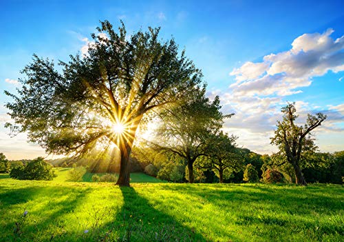 Forwall Fototapete Vlies Tapete Wanddeko Wald Natur - Baum Wiese Sonnenstrahlen Grün Moderne Wanddekoration Wandtapete 13015V4 254cm x 184cm Schlafzimmer Wohnzimmer von Fototapete Consalnet