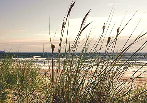 Forwall - Vlies Fototapete Gras Dünen Strand Meer Ostsee Natur Landschaft 368x254 cm - Fototapeten - Tapeten - für Wohnzimmer Schlafzimmer - Vliestapete Wandtapete Tapete 3D Effekt- inkl. Kleister von Fototapete Consalnet