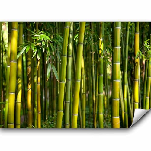 Fototapete murando 350x256 cm Vlies Tapeten Wandtapete XXL Moderne Wanddeko Design Wand Dekoration Wohnzimmer Schlafzimmer Büro Flur Bambus Baum Bäume Bambusweld Natur Wald grün Asien b-B-0072-a-b von Fototapete