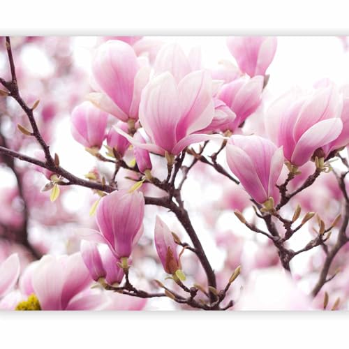 Fototapete murando rosa Magnolie 350x270 cm Vlies Tapeten Wandtapete XXL Moderne Wanddeko Design Wand Dekoration Wohnzimmer Schlafzimmer Büro Flur Blumen Baum Natur Pflanzenmotiv von Fototapete